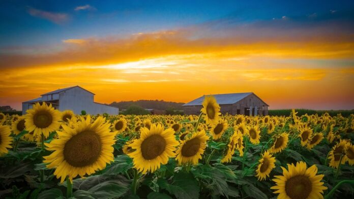 RH SD Farmer and Foodie Sunflower Field in Milton