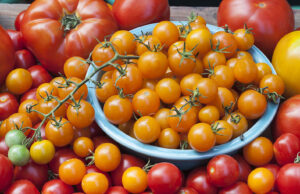 Select the best tomatoes for your garden and table Best Tomatoes