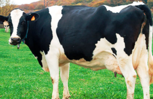 Preguntas y respuestas sobre la gripe aviar H5N1 Vaca