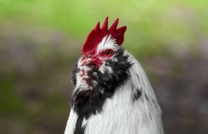 Trabajadores avícolas en Colorado en riesgo de gripe aviar, en medio de la ola de calor y con el país luchando para frenar el brote (Foto: Wikimedia Commons)