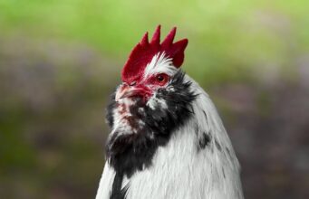 Trabajadores avícolas en Colorado en riesgo de gripe aviar, en medio de la ola de calor y con el país luchando para frenar el brote (Foto: Wikimedia Commons)