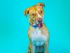Humane Animal Partners to host low-cost vaccine clinics state-wide