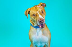 Humane Animal Partners to host low-cost vaccine clinics state-wide