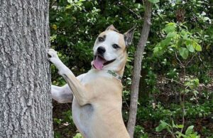 The TurfMutt Foundation Touts Top 5 Benefits of Trees in Backyards & Neighborhood Parks Mulligan trees