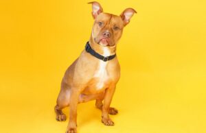 Humane Animal Partners wraps 10th annual ‘Clear the Shelters’ pet adoption event