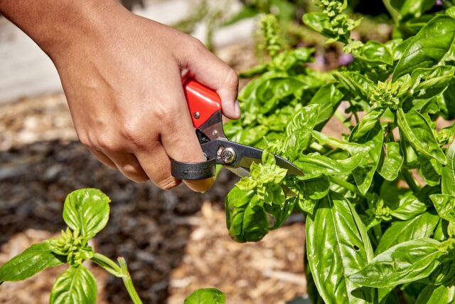A gardener using an Ergocut dead header in the garden. (Photo courtesy of Corona Tools).