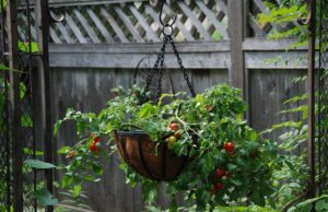 Always Room for Tomatoes Tomato in hanging basket Garden Tour (Photo courtesy Melinda Myers)