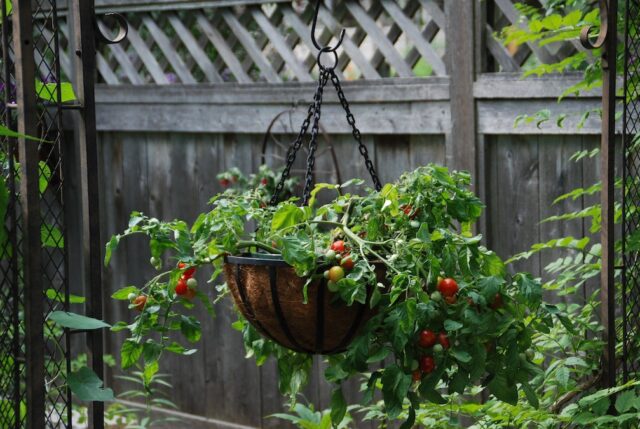 Tomato in hanging basket Grdn Tour Tomato in hanging basket Garden Tour (Photo courtesy Melinda Myers)