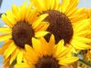 National Weather Service Issues Extreme Heat Warning for Wilmington Sunflower Concert Bell (Photo credit: All America Selections)