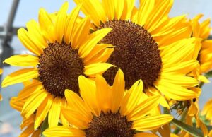 National Weather Service Issues Extreme Heat Warning for Wilmington Sunflower Concert Bell (Photo credit: All America Selections)