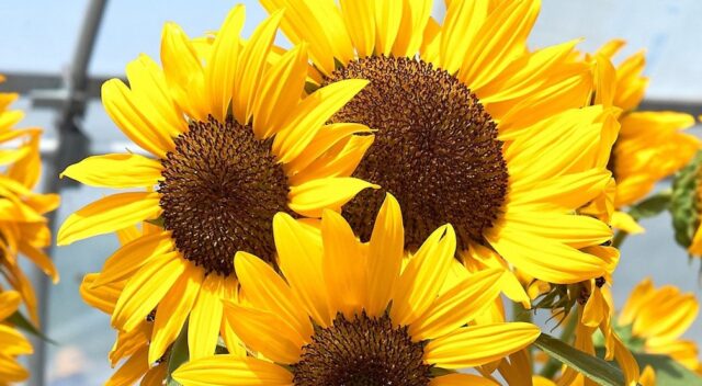 Sunflower Concert Bell 350dpi_photocredit_All America Selections