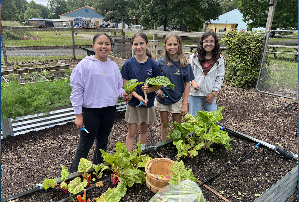 Harvesting vegetables in the Sussex Academy Elementary garden are (l-r) Khloe Maull, Willow Cohen, Kennedi Jones and Isabella Tattersall.