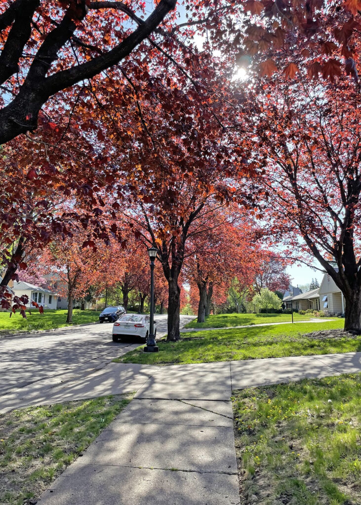 NORWAY MAPLE providing shade (Photo credit Melinda Myers) 