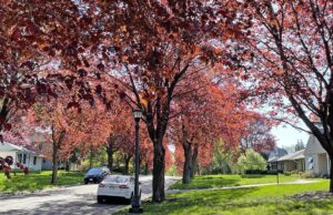 Plant a Bit of Shade NORWAY MAPLE providing shade_photo credit Melinda Myers