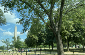 ¡Feliz Día de los Presidentes! Washington DC (Foto HOY en Delaware)
