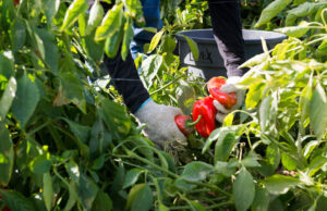 Cosechan nuestros alimentos, pero una nueva norma podría despojarlos de Medicaid Un trabajador agrícola cosecha pimientos rojos en el Valle de Coachella, en California, en 2021. (Heidi de Marco/KFF Health News)