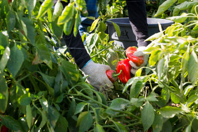 Un trabajador agrícola cosecha pimientos rojos en el Valle de Coachella, en California, en 2021. (Heidi de Marco/KFF Health News) Un trabajador agrícola cosecha pimientos rojos en el Valle de Coachella, en California, en 2021. (Heidi de Marco/KFF Health News)