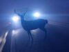 Deer present a heightened threat to property and life, now through December / Los ciervos representan un mayor riesgo para la propiedad y la vida, desde ahora hasta diciembre (Photo courtesy of the Department of Environmental Resources and Environmental Control).