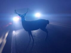 Deer present a heightened threat to property and life, now through December / Los ciervos representan un mayor riesgo para la propiedad y la vida, desde ahora hasta diciembre (Photo courtesy of the Department of Environmental Resources and Environmental Control).