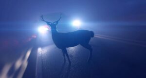 Deer present a heightened threat to property and life, now through December / Los ciervos representan un mayor riesgo para la propiedad y la vida, desde ahora hasta diciembre (Photo courtesy of the Department of Environmental Resources and Environmental Control).