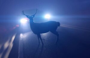 Deer present a heightened threat to property and life, now through December / Los ciervos representan un mayor riesgo para la propiedad y la vida, desde ahora hasta diciembre (Photo courtesy of the Department of Environmental Resources and Environmental Control).