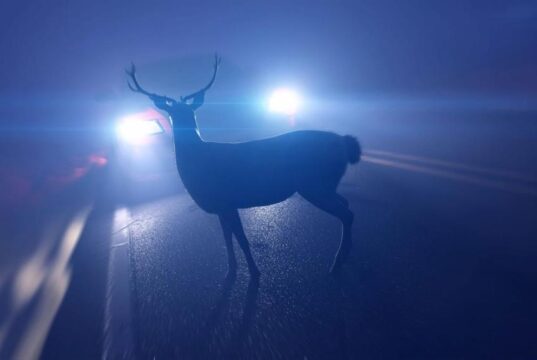 Deer present a heightened threat to property and life, now through December / Los ciervos representan un mayor riesgo para la propiedad y la vida, desde ahora hasta diciembre (Photo courtesy of the Department of Environmental Resources and Environmental Control).