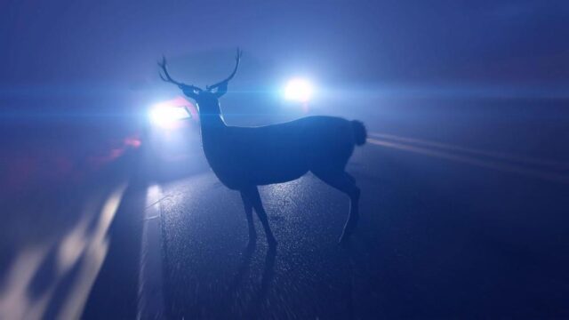 Deer-Collision-2048x1152 (Photo courtesy of the Department of Environmental Resources and Environmental Control).